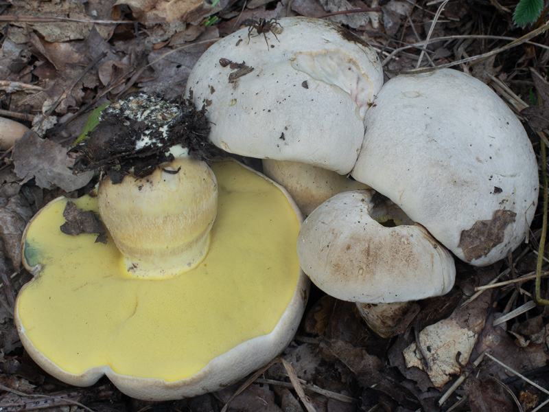 Boletus radicans